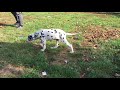 Dalmatian puppy for sale