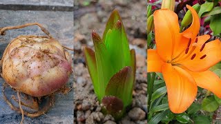 How to grow Lily Bulbs in pots at home - Lilies flowers | Lily bulbs planting