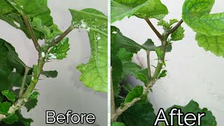 preview picture of video 'Mealy bug solution // Remove 100% mealy bugs from hibiscus without any pesticide'
