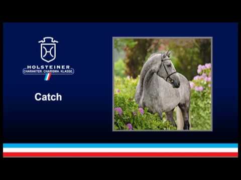 Catch - Colman x Calido I, Holsteiner Verbandshengste 2019