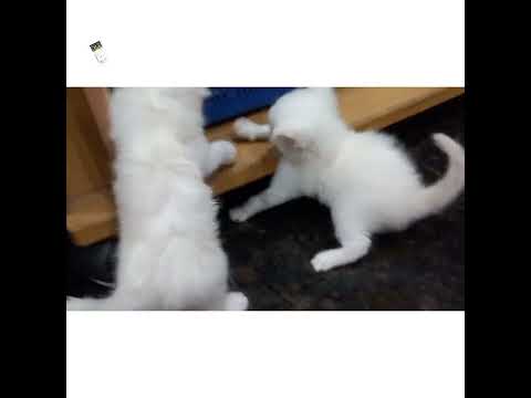 #Dil ka aalam #Hindi film song #Kumar sanu #white persian kittens #cute kittens #new born kittens