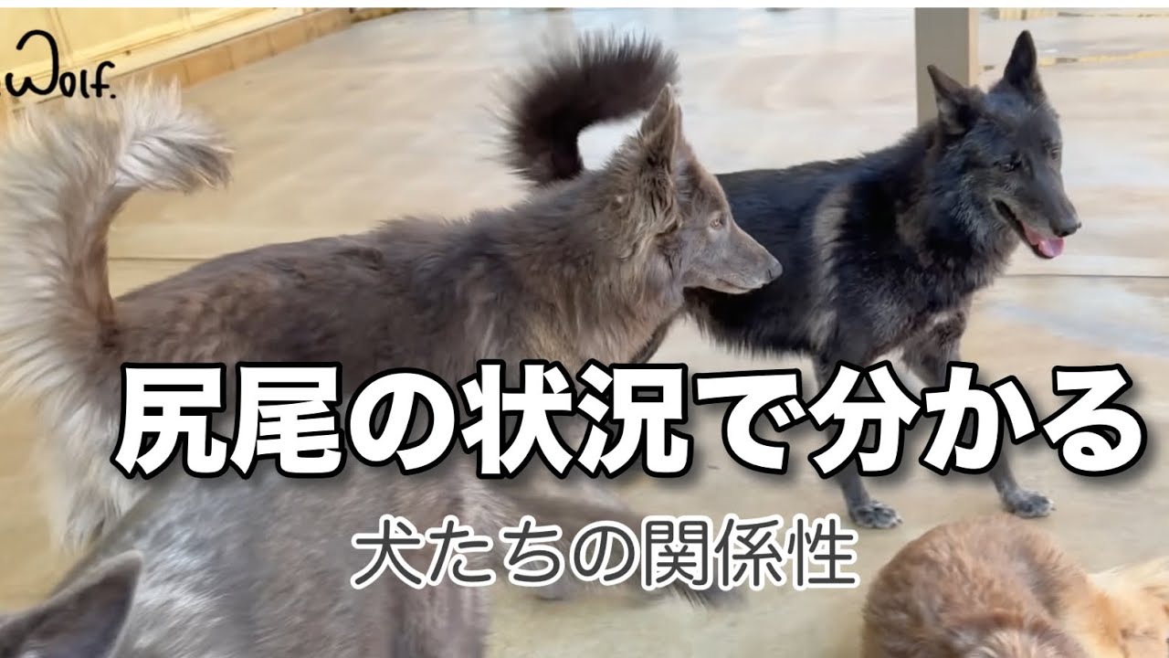 発情期に入るとデスボイスをしながら制圧するウルフ