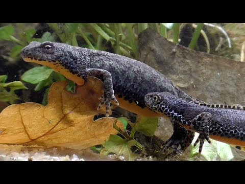 Alpine newt pair, Bergmolch Paar, Ichthyosaura alpestris