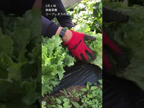 春のサラダを植える