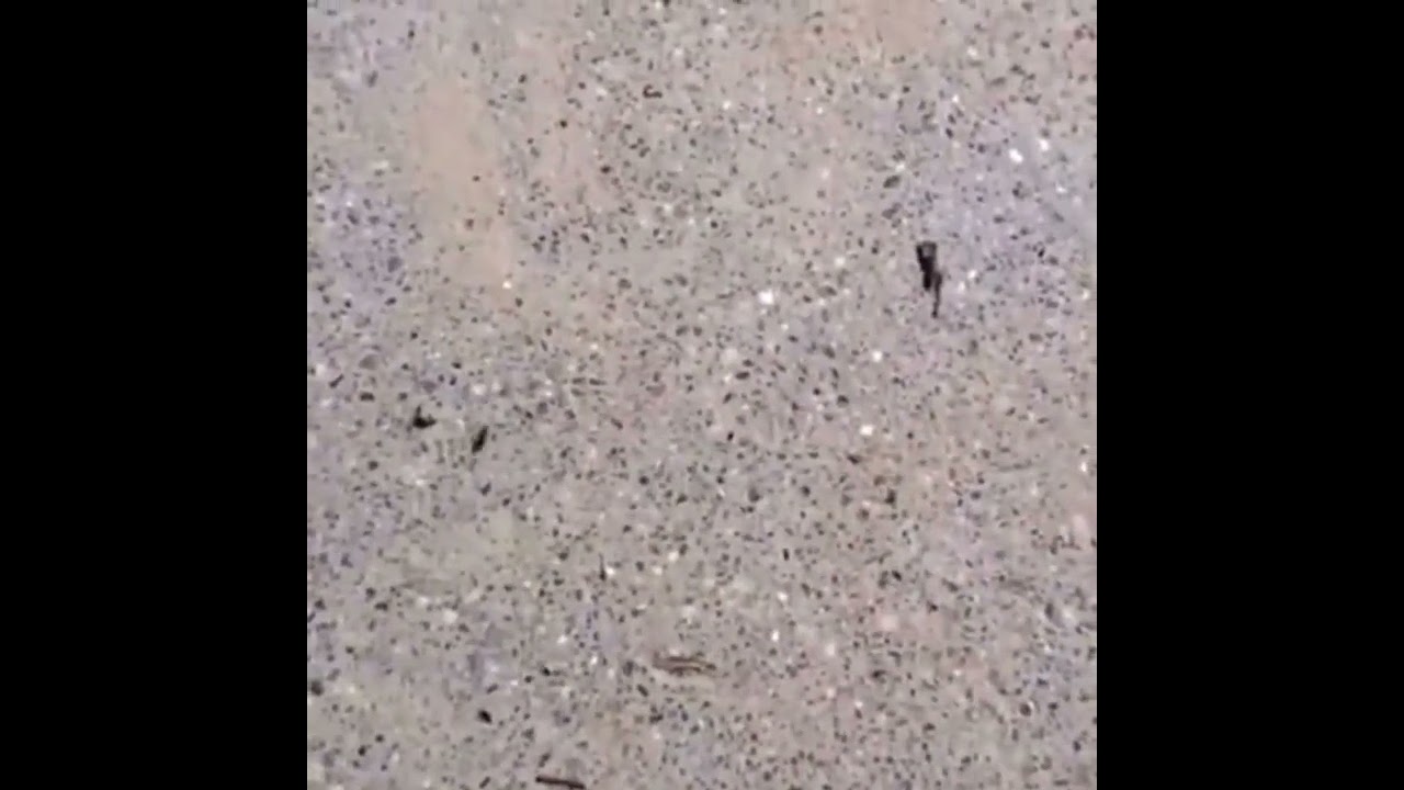 人間、アリさんに酷いことをする・・アリ「あり〜？」