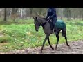 Mare Thoroughbred Part-Livery 2020 Grey