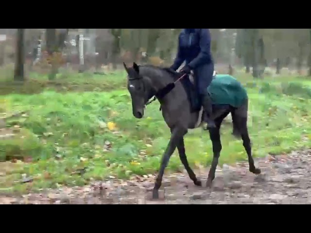 Mare Thoroughbred Part-Livery 2020 Grey