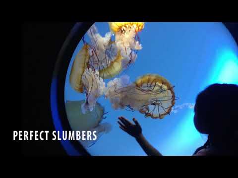 perfect slumbers nekomonogatari (kuro)