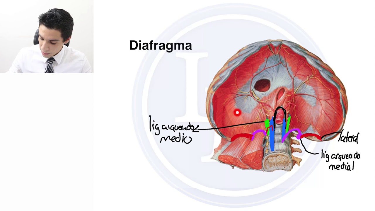 Anatomía | Tórax | Diafragma
