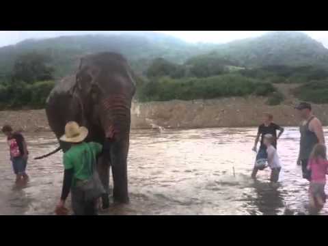 Washing the elephant