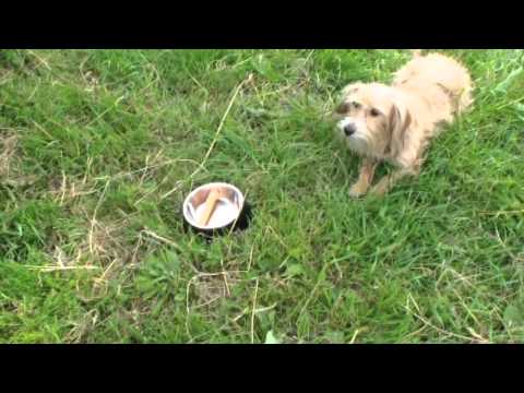 Dog Training - old versus new