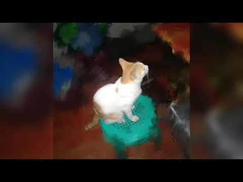 Chrisdon Inzane - Tuwing Umaga (feat. Versekulo Uno)