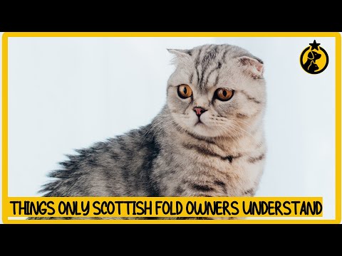 6 Things Only Scottish Fold Cat Owners Understand