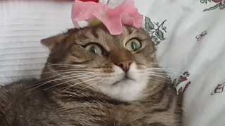 Cute and Funny Cat Videos to Keep You Smiling!  Th