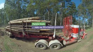 Spotted Gum: Forest to Flooring Story (2 Minutes) - ForestVR™