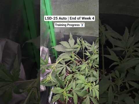 Before and After Low Stress Training | LSD-25 Auto by FastBuds
