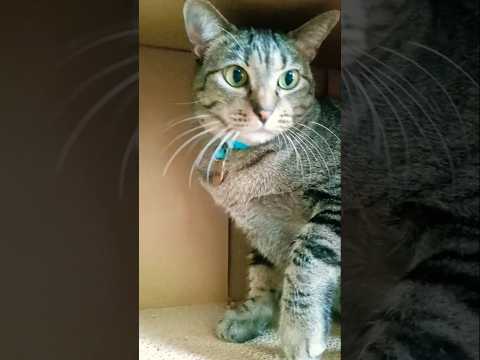 😺❤️#cat#catlovers