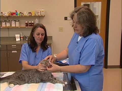 Nasogastric Feeding Tube Placement For Cats