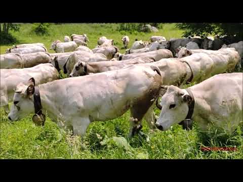 MUCCHE AL PASCOLO PRIMA DELLA TRANSUMANZA A LIMONETTO (CN) IN VALLE VERMENAGNA. SAB. 17 - 6 - 2023.