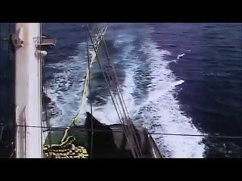 download lagu mp3 mp4 Tuna Seiners, download lagu Tuna Seiners gratis, unduh video klip Tuna Seiners