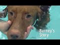 Barney S Story