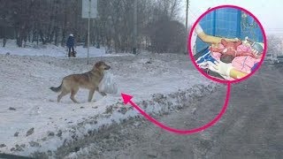Собака принесла домой найденный на свалке пакет и этим спасла младенца