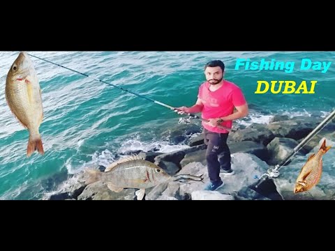 FISH big Sheri catch open beach Jumirah Dubai