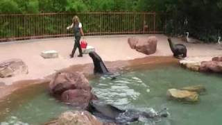 preview picture of video 'Zoo de Mulhouse - Le Repas des Animaux - 21 Juin 2009'