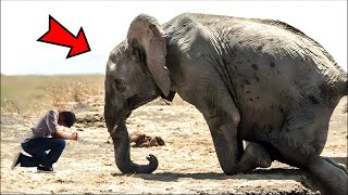 The Elephant Cries And Asks The Man For Help, And Then Unbelievable Things Happen