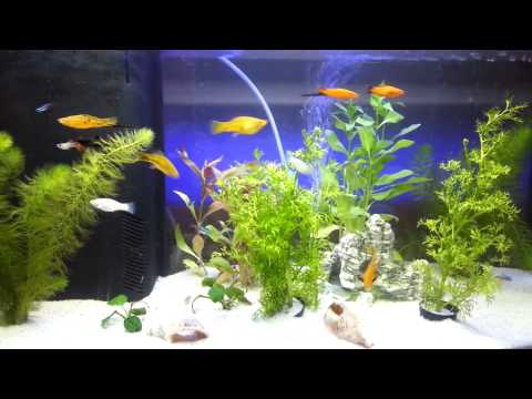 my fish tank   xipho guppy black molly neon corydoras 130 litre