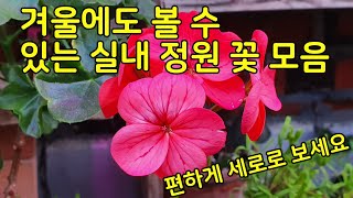 겨울에 볼 수 있는 실내 정원 꽃 사진 모음(제라늄 다수)_세로화면