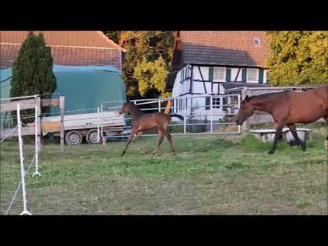 Hengstanwärter zu verkaufen