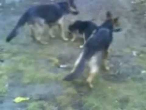 Caini zapaciti cautand comori prin gradina