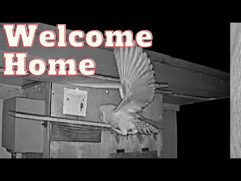 Newly fledged barn owl nestling returns to the nest box after fledgling.