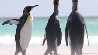 King Penguins in the Falkland Islands