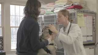 preview picture of video 'Welcome to Brookline Animal Hospital'