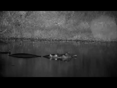 Djuma: Hippo resting at big dead tree limb in the dam - 22:33 - 03/29/2023