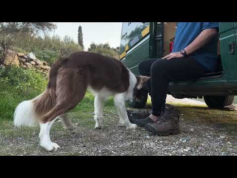 🚐 VanLife | Border Collie Einstein ist der beste Hund der Welt! Er macht sich sogar als Butler!