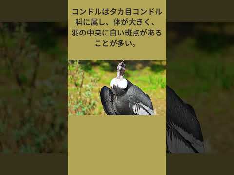 ハゲワシ (Neophron percnopterus)