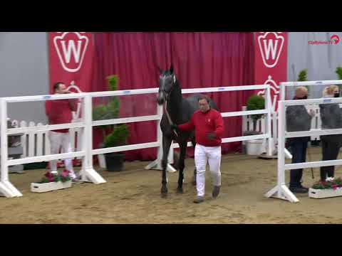 Cortez FZ v. Cornet Obolensky-Canturano, Freispringen Körung Westfalen 2020