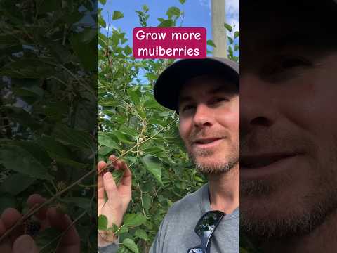 DOUBLE Your Mulberry HARVEST!  #gardeningtips #growyourownfood #garden #foodforest #mulberry