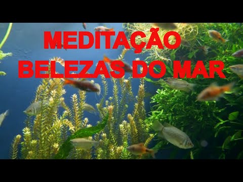 MEDITAÇÃO FELICIDADE e BELAS IMAGENS FUNDO DO MAR