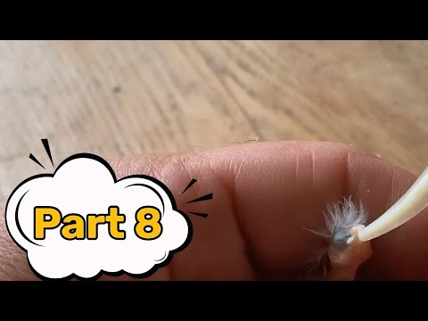 The Tiniest Bird You’ve Ever Seen🪺🐥#bird #birdphotography #birdhatching #birdfeeding