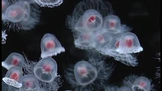 POLKADOT STINGRAY - ベニクラゲ (Benikurage)