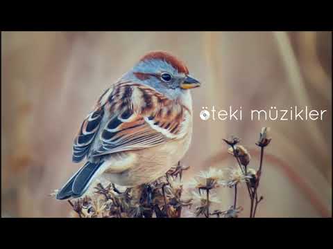 Pari Zanganeh - Gonjeshkahe Ashi / Ah Serçecik Eşi