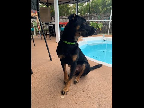 Rising Star by RED RAVYN