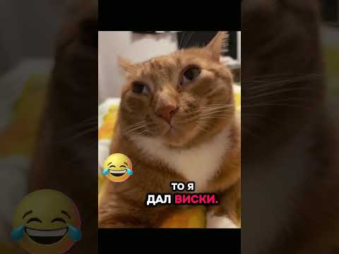 #юмор #видосыоткота #кот #смешныекотики #смех