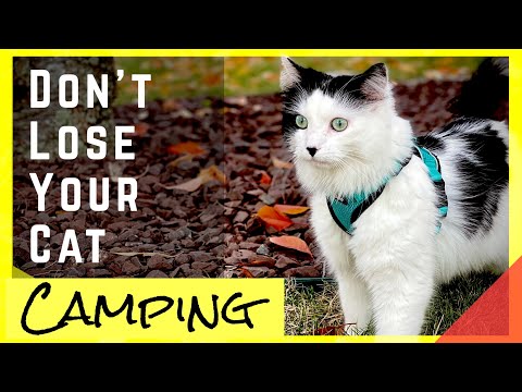 YouTube video about: Can I take my cat camping?