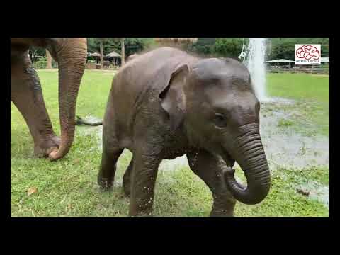 Baby Elephant Having Great Fun With The Broken Water Pipe