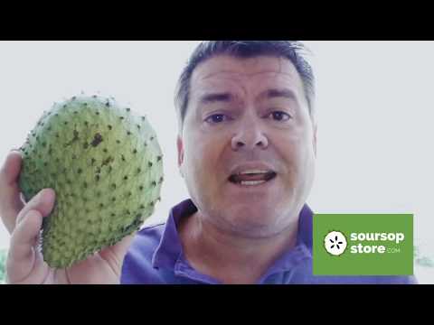 How to know when soursop fruit  is ripe and when to cut it